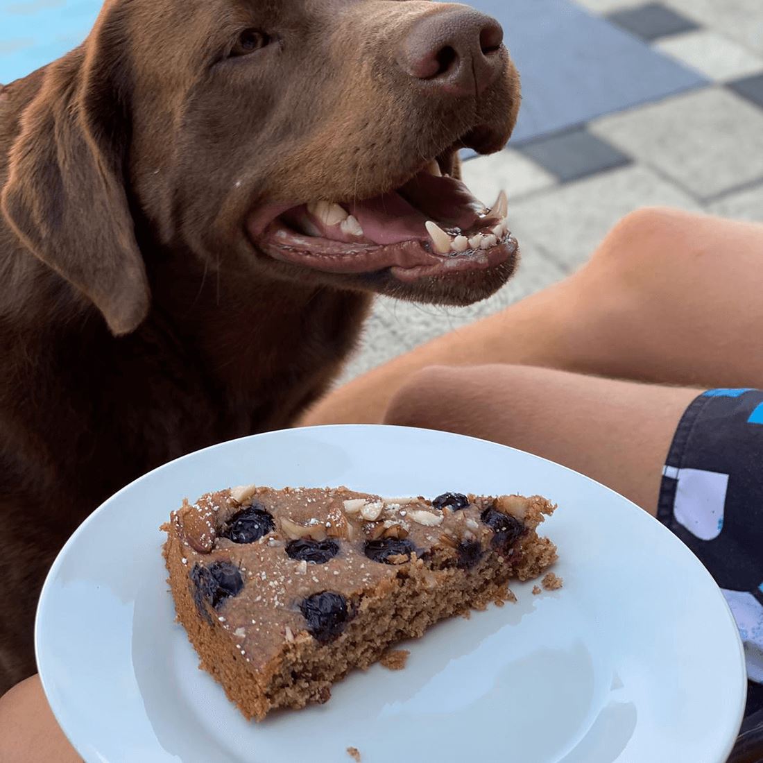 Spanische Mandeltorte mit Heidelbeeren - glutenfrei und vegan - Team Vegan © vegan t shirt