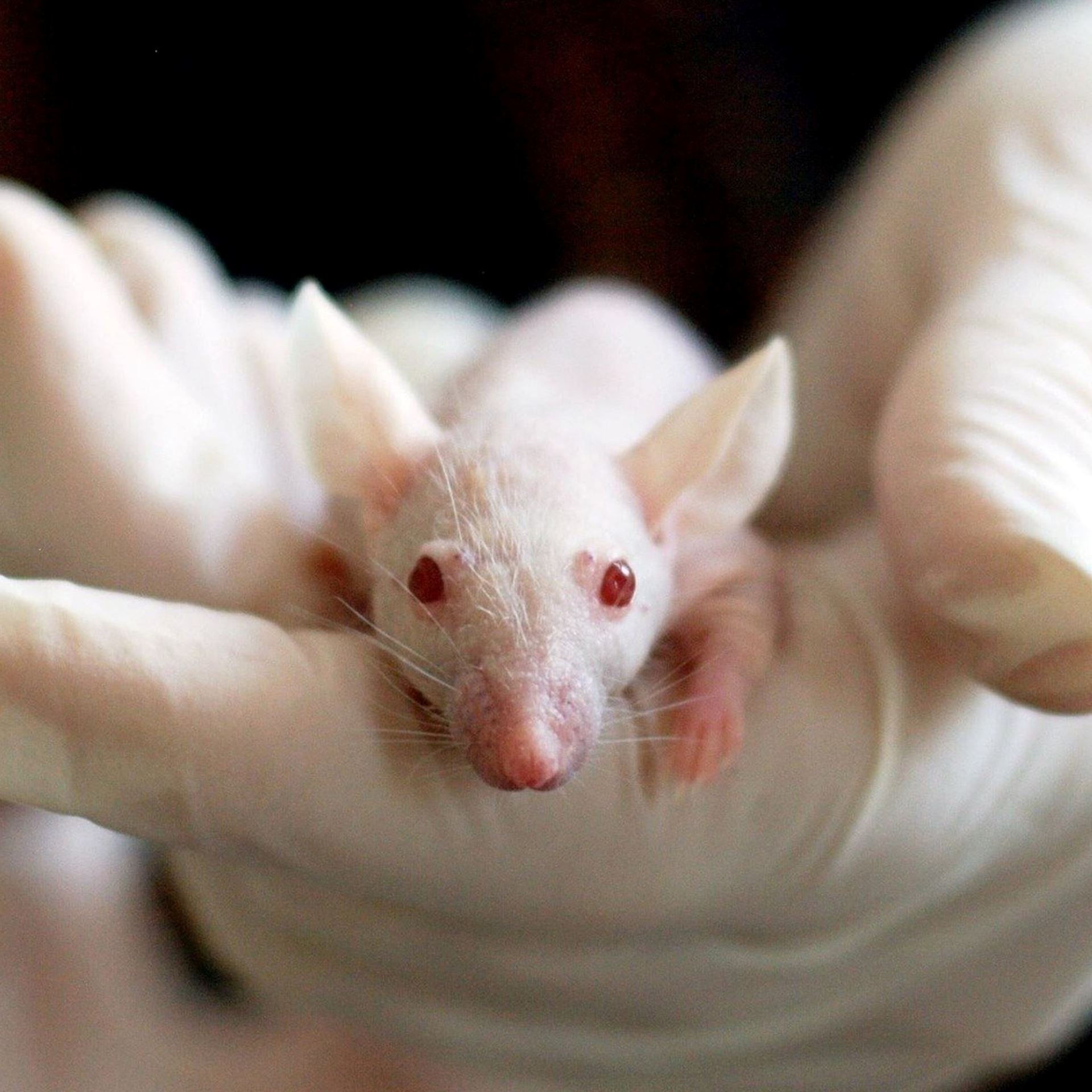 Tierversuche in Deutschland - Team Vegan © vegan t shirt