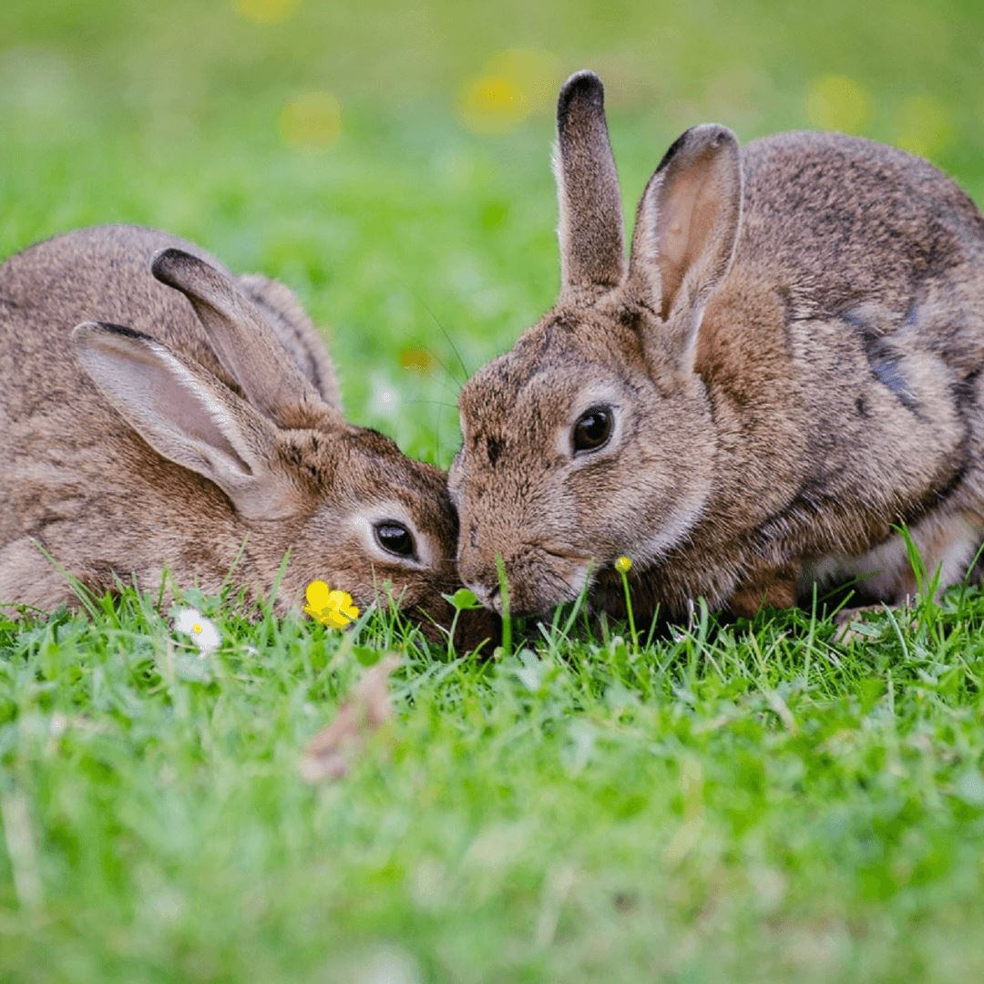 Vegane Ostern - Team Vegan © vegan t shirt